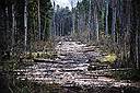 Как вырубка деревьев в национальном парке «Орловское полесье» завершилась уголовным делом