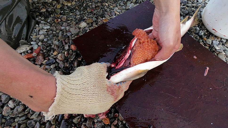 Почему на Дальнем Востоке на берегах гниет лосось