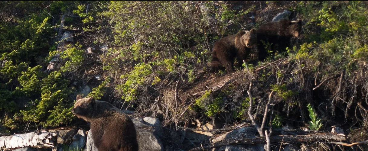 Две экотропы закрыли для туристов в алтайском заказнике из-за медведей