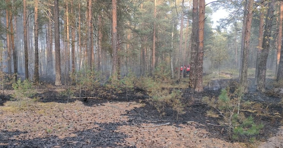 Под Ярославлем горел лес на площади 1 га