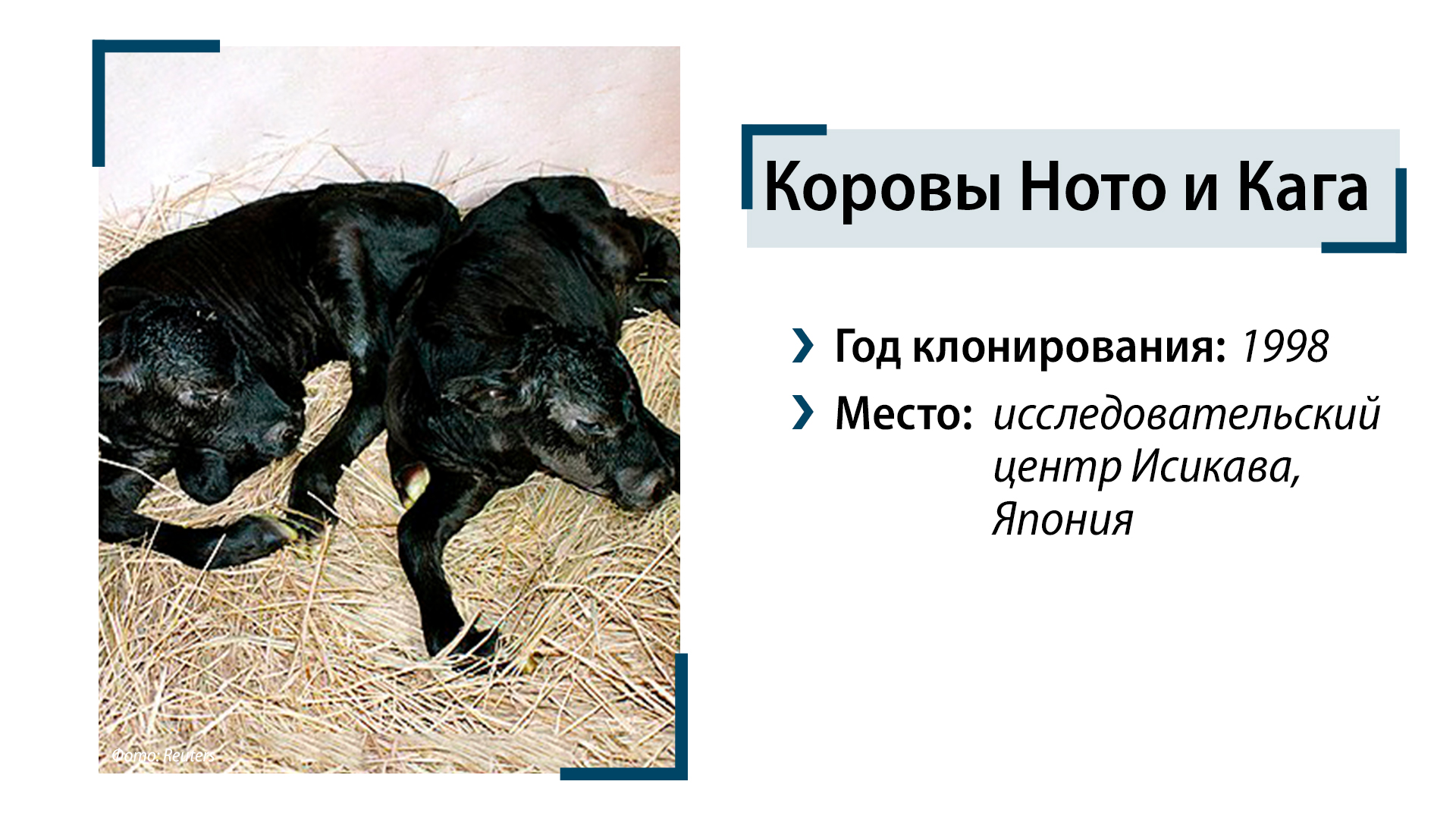 Коровы Ното и Кага