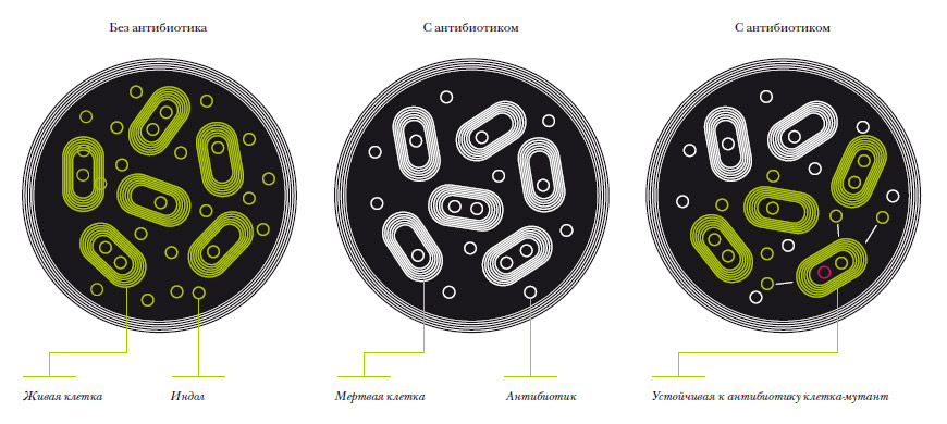 Бактериальная микрофлора: — без антибиотика бактерии постоянно синтезируют индол (слева); — в состоянии вызванного антибиотиком стресса бактерии перестают вырабатывать индол и умирают (в середине); — устойчивые к антибиотикам мутантные клетки быстро избавляются от антибиотика и способны синтезировать индол (справа)