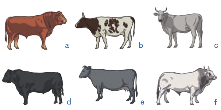 Реферат: Оценка быков-производителей по качеству потомства 2