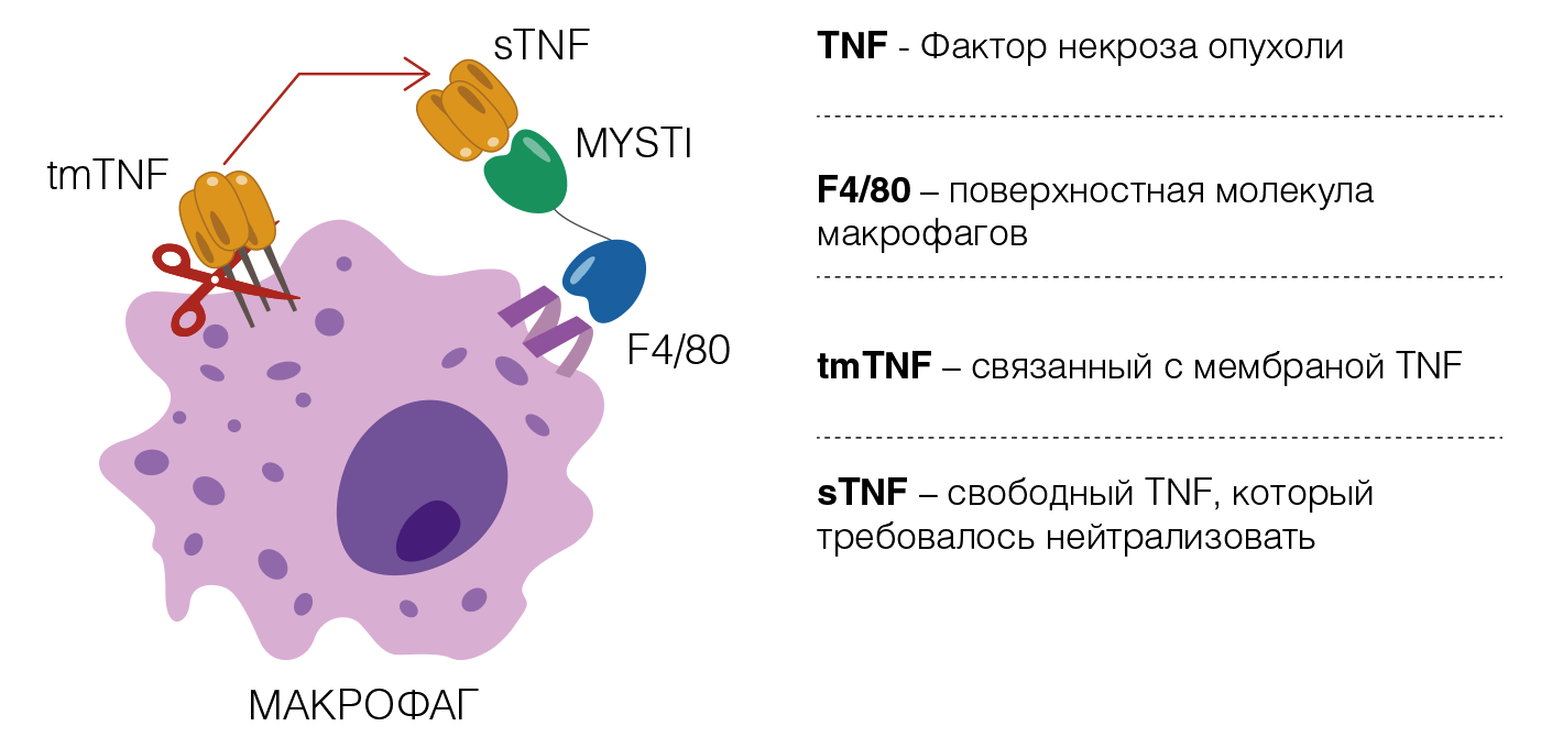 Одним антигенспецифичным доменом MYSTI антитела взаимодействуют с поверхностью макрофага, а другим связывают секретируемый sTNF, снижая его биологическую доступность.