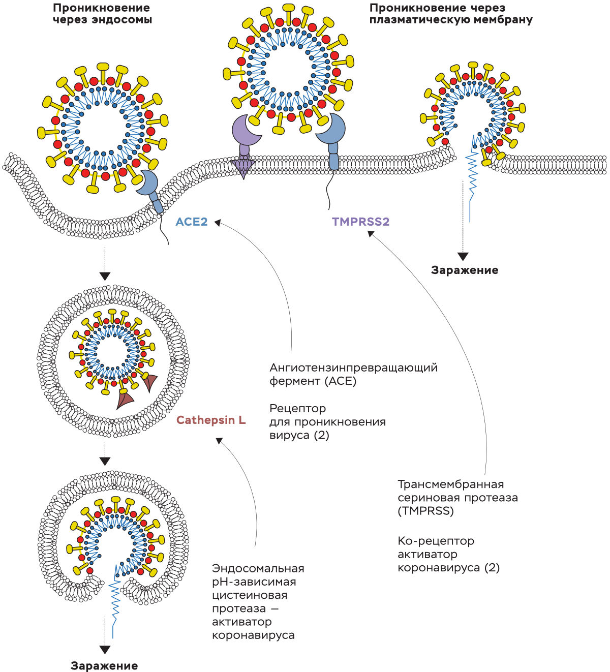 Пути, используемые SARS-CoV-2 для проникновения в клетки-мишени SARS-CoV-2: 1) связывание с клеточным рецептором ACE2 может привести к поглощению вирионов в эндосомы, где вирус активируется белком Сathepsin L; 2) вирус может быть активирован TMPRSS2 на поверхности клетки (или близко к ней), что приводит к слиянию вирусной мембраны с плазматической мембраной