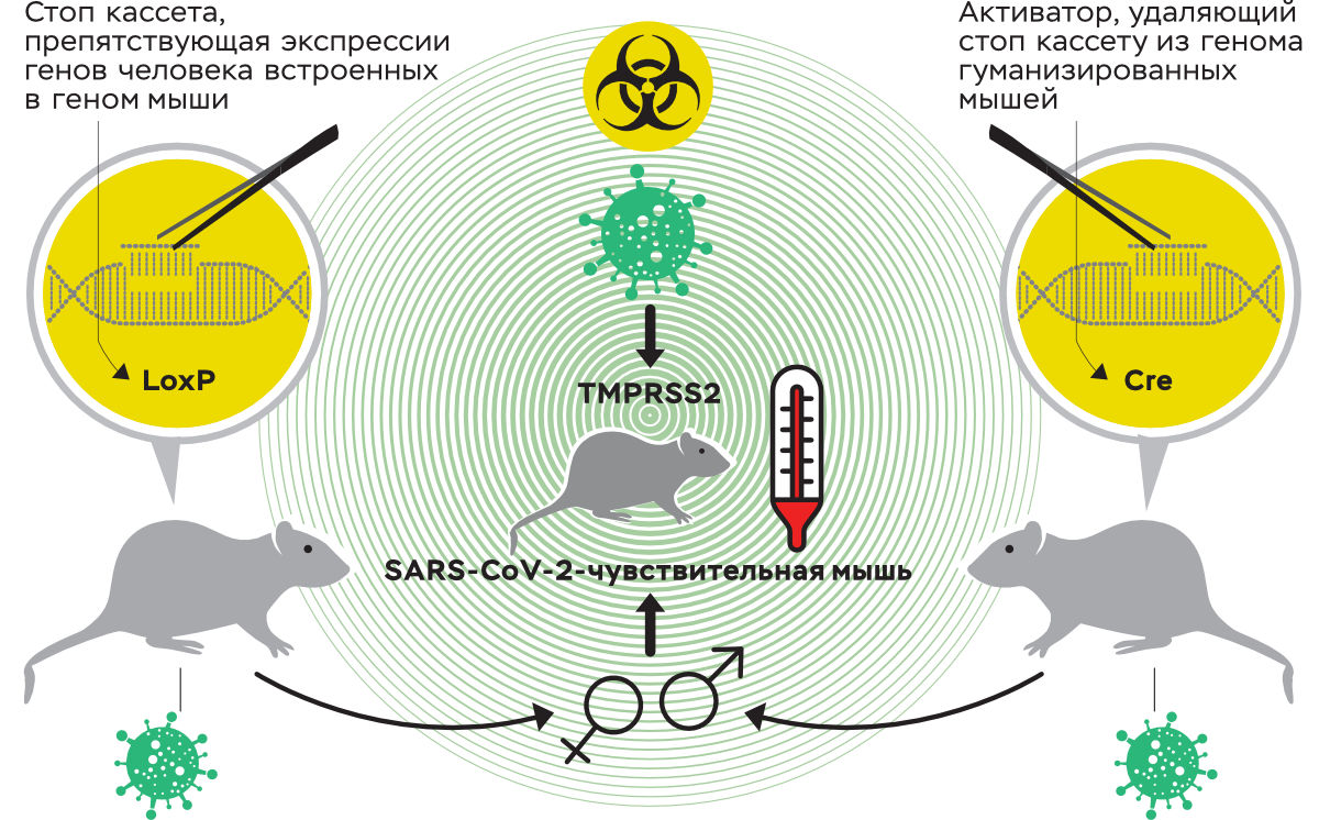 Принцип создания новой модели чувствительности к SARS-CoV-2: LoxP — стоп-кассета, препятствующая экспрессии генов человека, встроенных в геном мыши; Cre — активатор, удаляющий стоп-кассету из генома гуманизированных мышей
