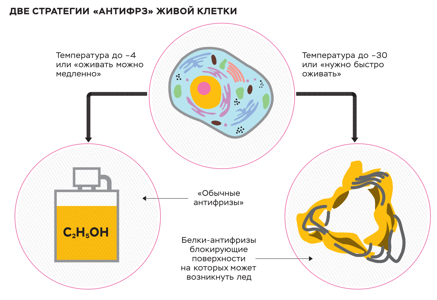 Как работают белки-антифризы – Наука