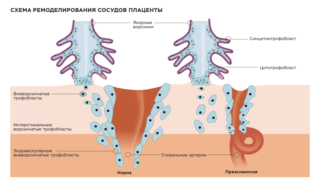 Тест на вынашиваемость – Наука