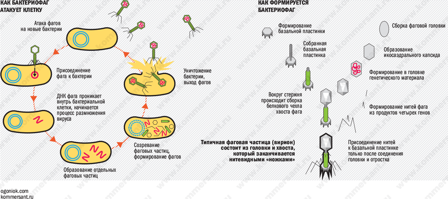Последовательность жизненного цикла вирусов. Жизненный цикл бактериофага схема. Рахмножениебактериофаг. Схема размножения бактериофага. Схема цикла бактериофага.