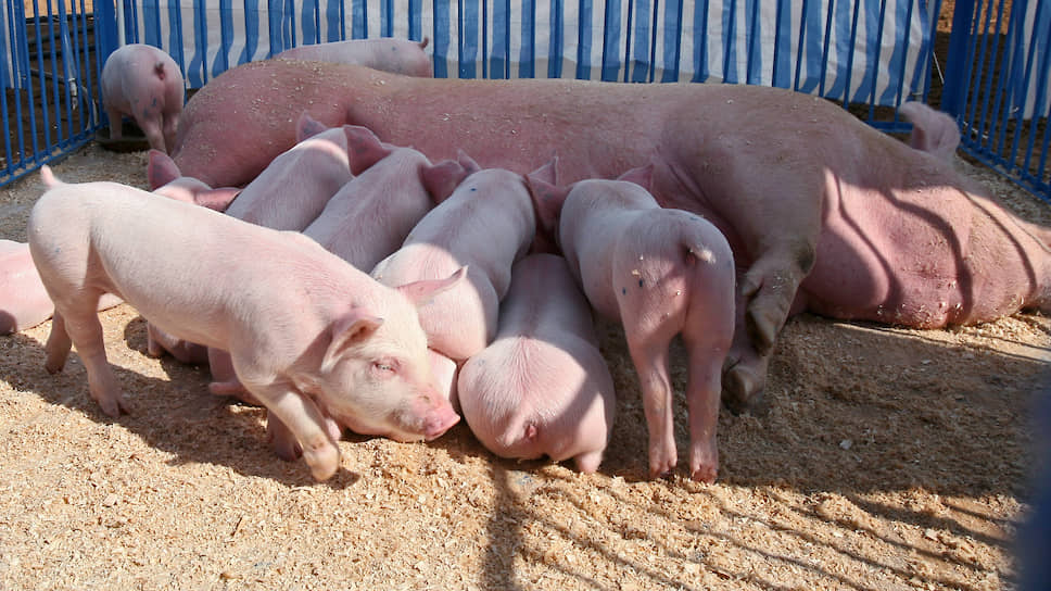 Потенциальные производственные мощности объединенных свинокомплексов САГ составляют 15 тысяч свиноматок в год
