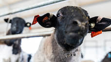 «Сибирская ферма» задумалась овечном