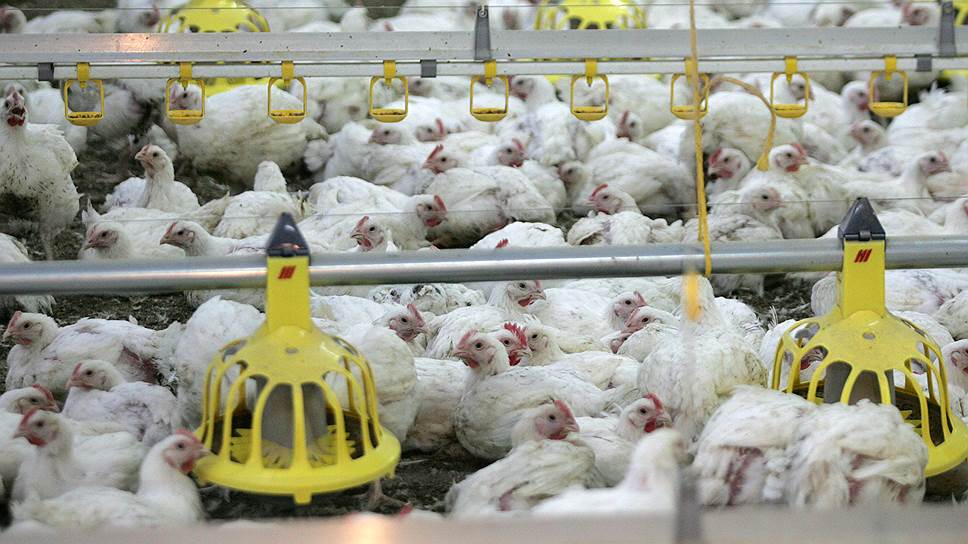 С вводом в эксплуатацию Сергиевской птицефабрики объемы производства мяса птицы в регионе могут вырасти на 120–130 тыс. тонн в год