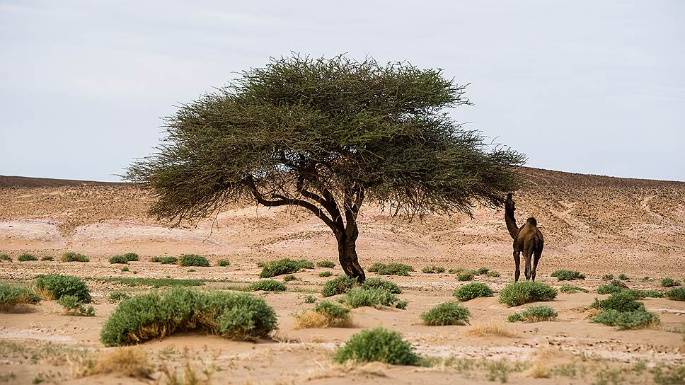 «У верблюда два горба, потому что жизнь борьба», — были уверены наши люди. Африканские дромадеры одногорбые, но и им для выживания приходится демонстрировать изобретательность