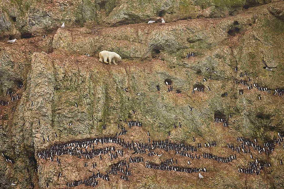 Номинация &quot;Одиночные фотографии природы&quot;. Медведь на острове Новая Земля готовится съесть яйца птиц, гнездящихся на берегу. Автор фото: Дженни Росс, США