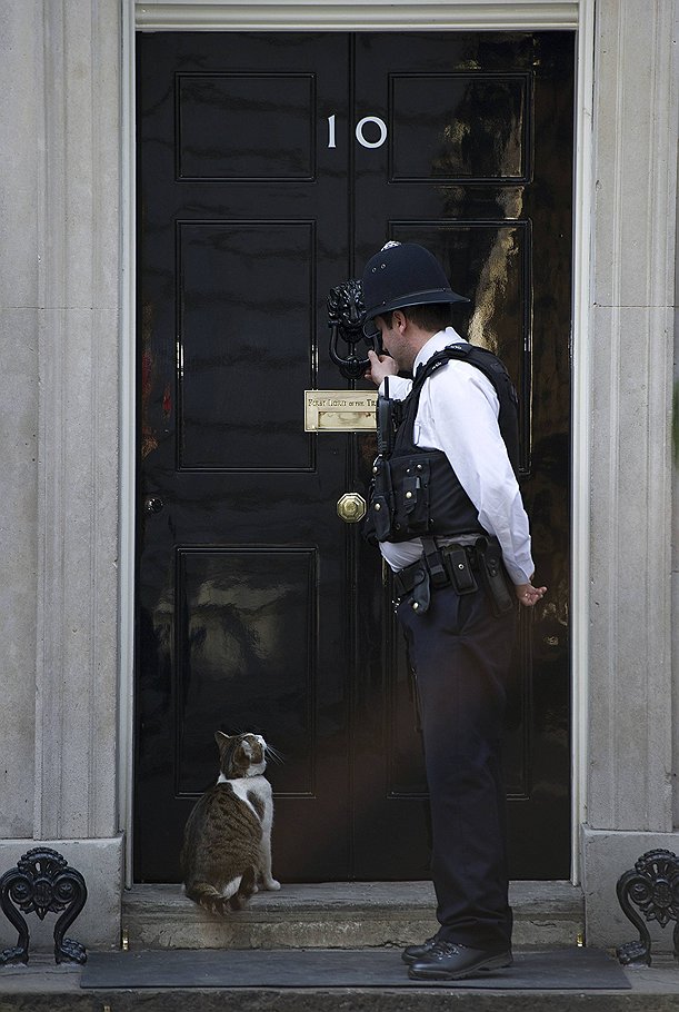 Кот Ларри, служащий мышеловом в резиденции британских премьеров на Даунинг-стрит. Бездомный котенок появился в резиденции еще во времена премьерства Маргарет Тэтчер