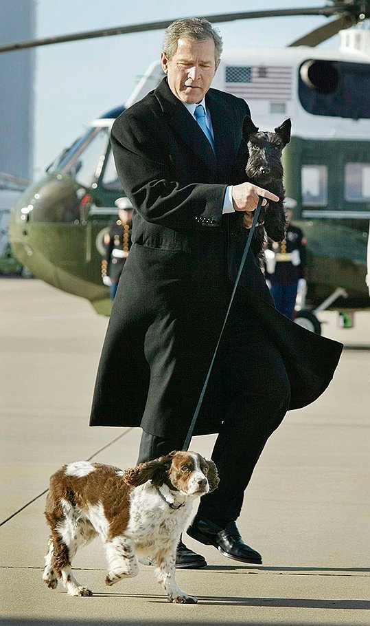 Джордж Буш со своими собаками Спотом и Барни, который стал известен благодаря тому, что снялся в девяти фильмах