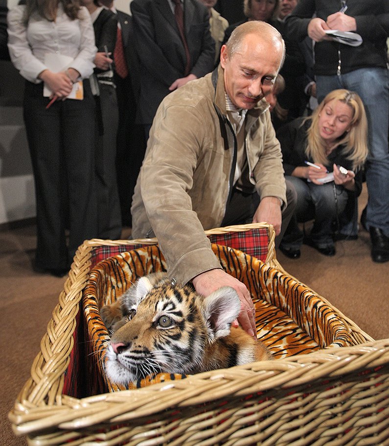 Уссурийская тигрица была подарена Владимиру Путину на день рождения