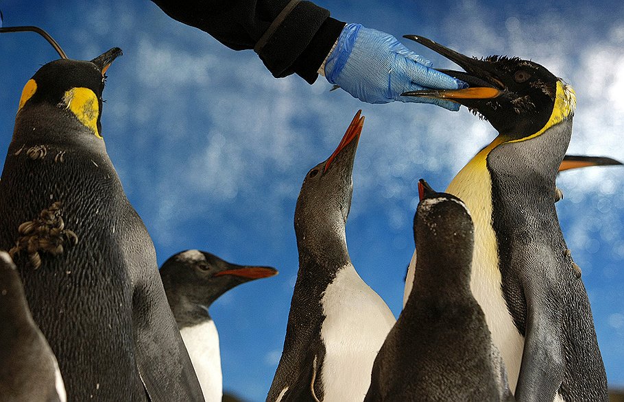Кормежка пингвинов в зоопарке. Считающаяся одной из самых редких в мире профессия переворачиватель пингвинов действительно существует: ей владеют всего два человека, служащие на полярных станциях в Антарктиде. После взлета или посадки самолeта они ставят на ноги пингвинов, которых звуковой волной опрокидывает на спину, так как те не способны сделать этого самостоятельно