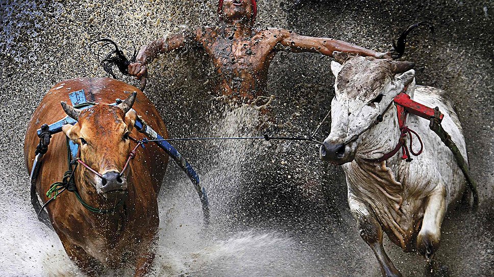 Победитель в категории одиночный спортивный снимок. 12 февраля 2012 года. Жокей после забега быков Pacu Jawi, прошедшего в Индонезии. Автор: Вей Сэнг Чен
