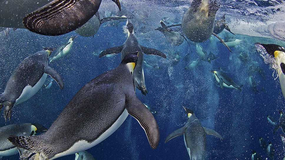 Первый приз в категории &quot;Природа&quot;. 18 ноября 2011 года. Фото из серии &quot;Императорские пингвины&quot;. Автор: Пол Никлен