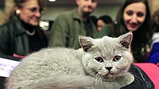 Выставка кошек в Бухаресте