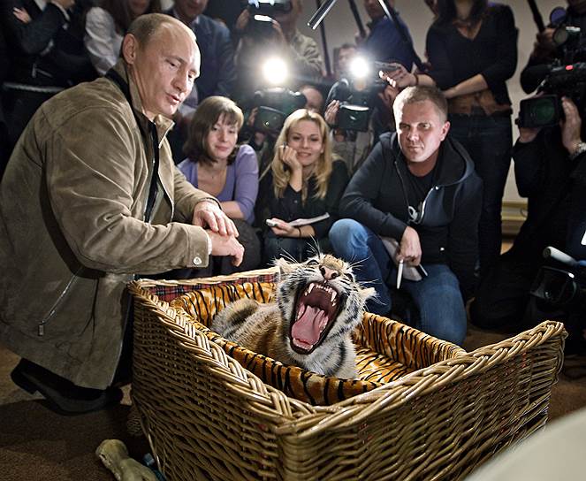 Владимир Путин получил в подарок на день рождения уссурийского тигренка. 7 октября 2008 года