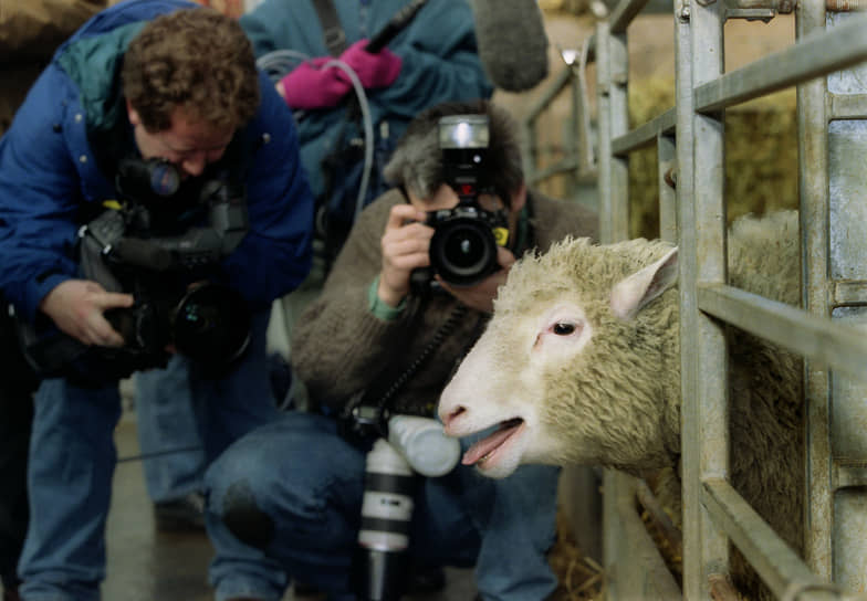 1996 год. В Великобритании родилось первое клонированное млекопитающее — овца Долли
