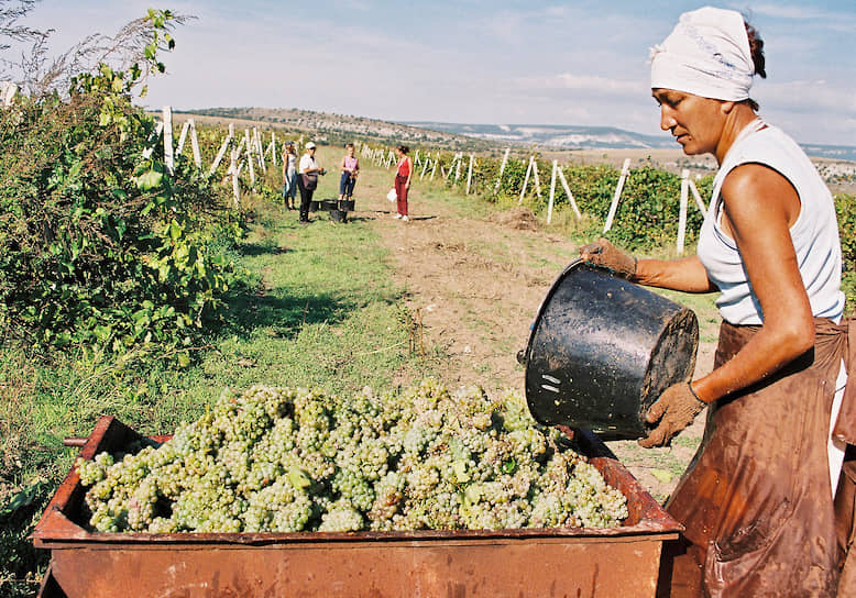 Антиалкогольная кампания также привела к сокращению площади виноградников: в РСФСР с 200 тыс. га до 168 тыс. га, в Молдавии — с 210 тыс. га до 130 тыс. га. Не менее 65 тыс. га было вырублено в Крыму