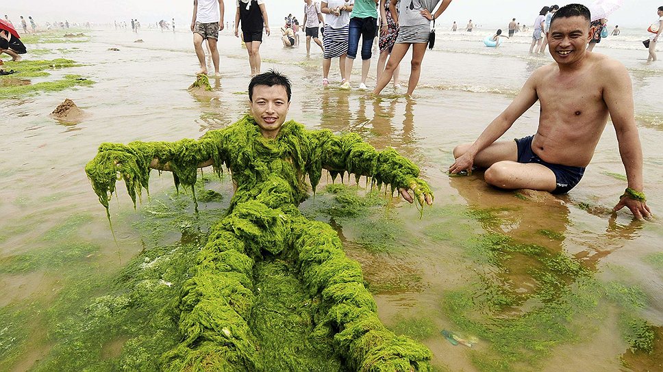 Название китайского острова Циндао, который расположен на востоке провинции Шаньдун, дословно переводится как «зеленый остров». Действительно, зеленые морские водоросли — одна из достопримечательностей местных пляжей