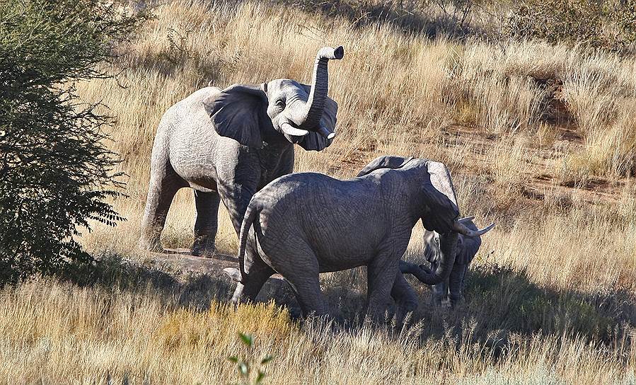 1973 год. В Кении официально запрещена охота на слонов