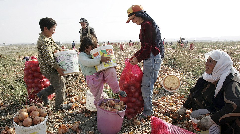 Сотни мигрантов приезжают в Турцию во время сезона сбора урожая. На это время для них устанавливаются палаточные городки, способные разместить всех желающих