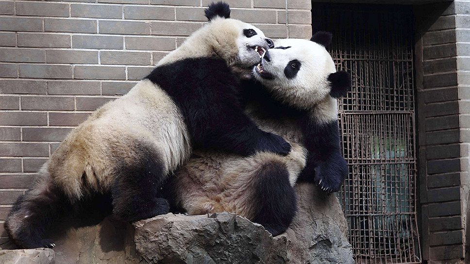 Панды в зоопарке в китайском Гуанчжоу