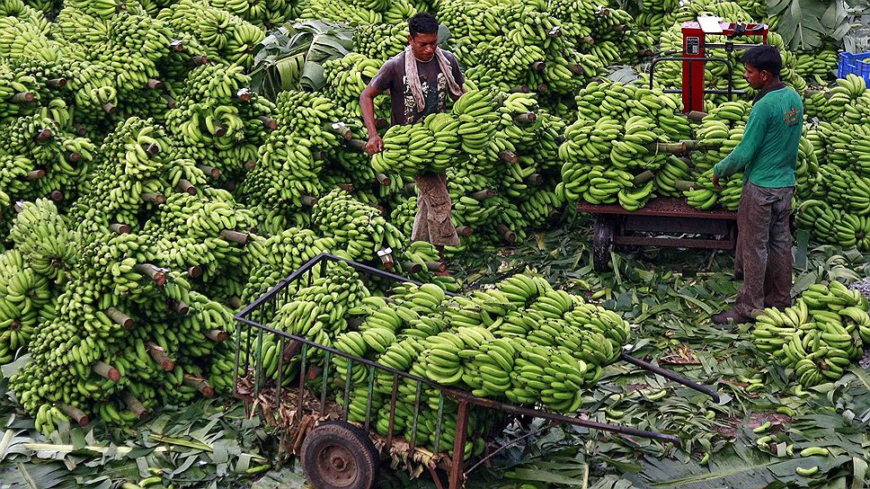 Сборщики бананов собирают урожай на юге Индии 