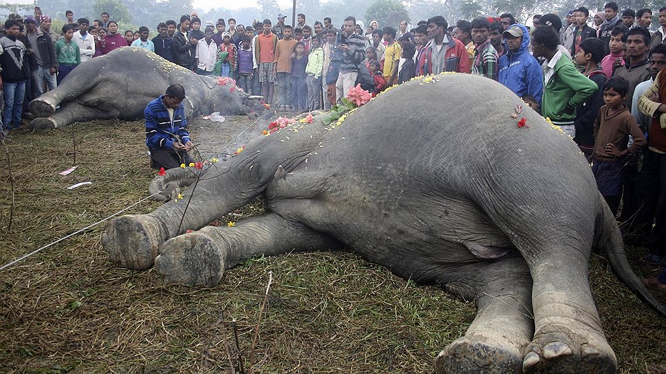 Человек молится над слонами, которые погибли в результате столкновения с линией электропередач 