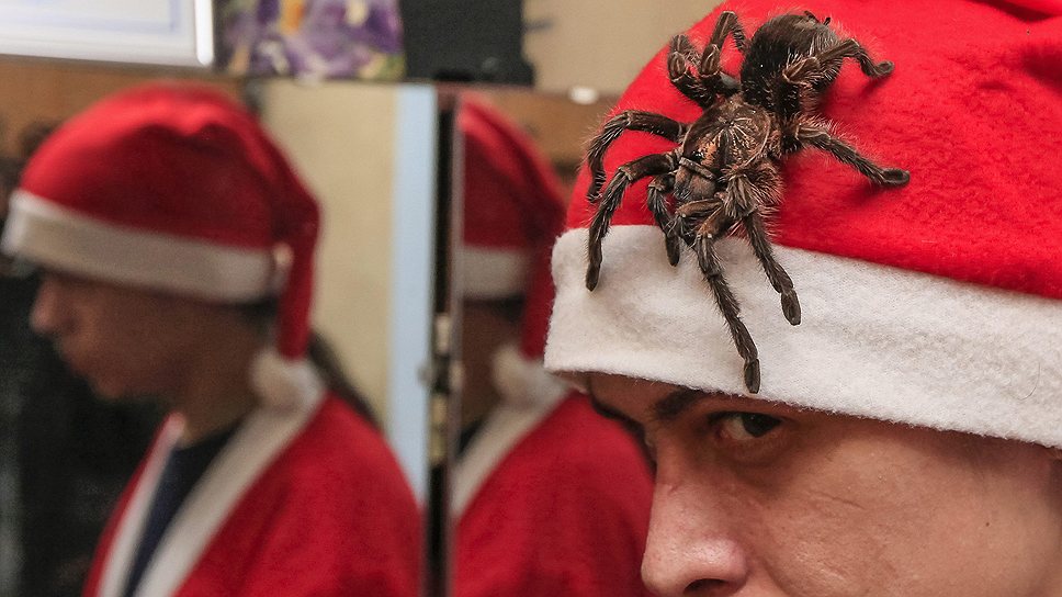 Любитель пауков Егор Конкин из Минусинска в костюме Деда Мороза с ядовитым пауком вида Phormictopus antillensis готовится к празднованию Нового года