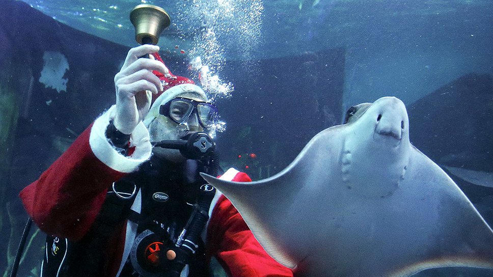 Дайвер в костюме Санта Клауса звонит в колокольчик в одном аквариуме с электрическим скатом (Берлин)