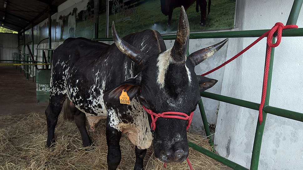 Трехрогий бык на сельскохозяйственной ярмарке в столице Никарагуа Манагуа