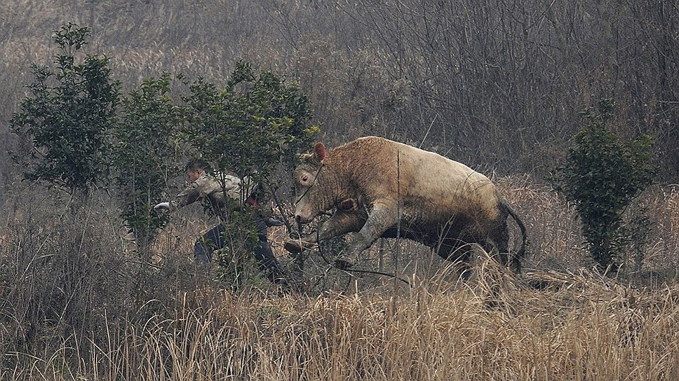 Взбесившаяся корова атаковала несколько крестьян в китайской деревне Лиандун, провинция Аньхой