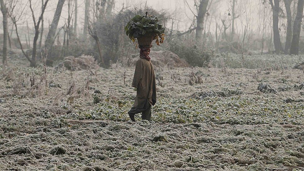 Кашмирская женщина несет овощи по замерзшему полю в Сринагаре