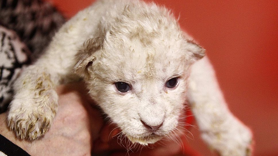 Семь дней назад в тбилисском зоопарке родились четыре белых львенка