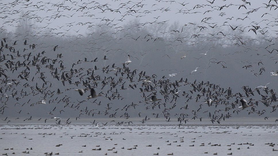 Дикие гуси пролетают над озером Орег, в Венгрии
