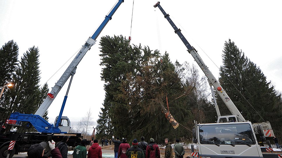 Вырубка и транспортировка главной елки России в Наро-Фоминском лесничестве рядом с городом Вере