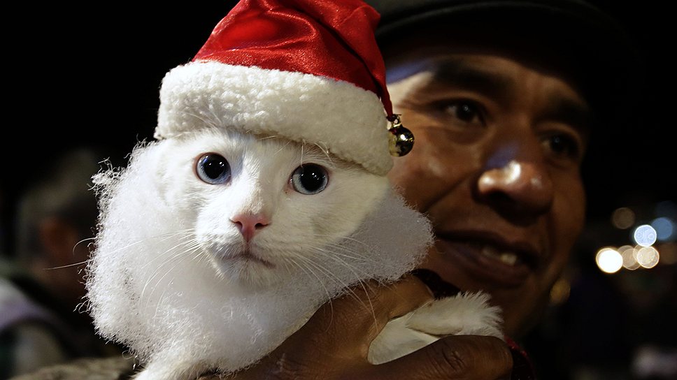 Человек держит кошку в костюме Санта-Клауса во время празднования Рождества в Ла-Пасе, Боливия   