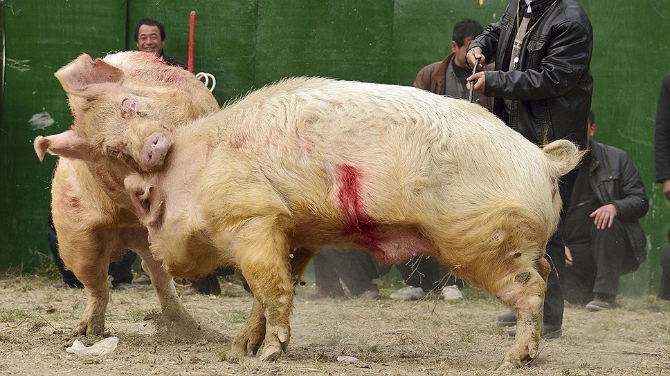 Борьба двух свиней в Лейшен, провинции Гуйчжоу, Китай