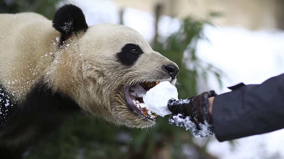 Посетитель китайского зоопарка в Куньмине кормит панду снегом