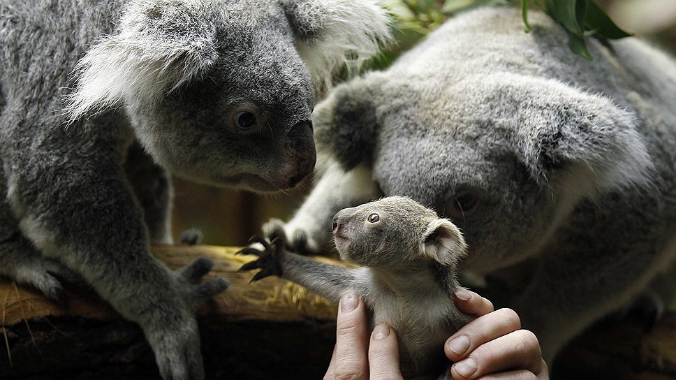 Сотрудник зоопарка в Дуйсбурге показывает маленькую коалу ее родителям после процедуры взвешивания