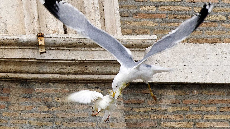 Атака чайки на голубя, выпущенного папой римским во время воскресной службы