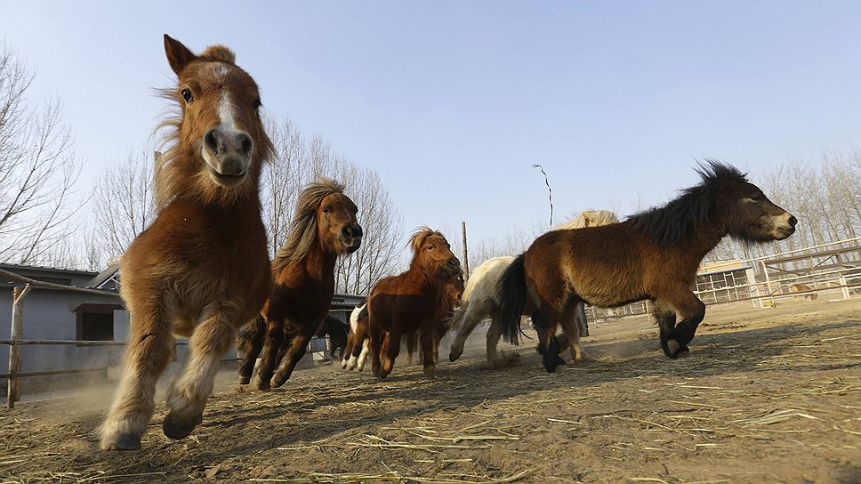 Пони в конном клубе в Пекине
