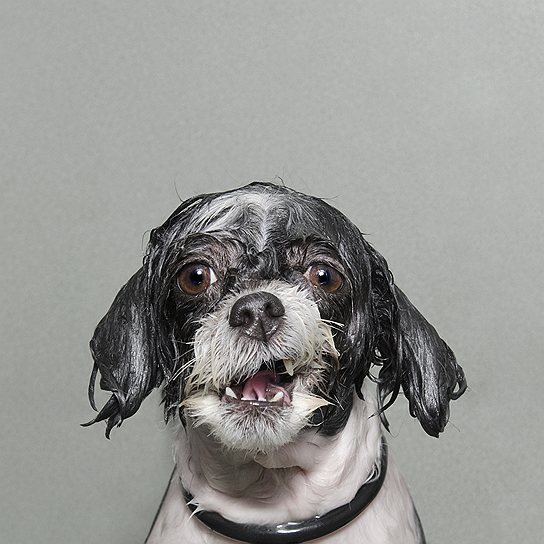 «Мокрая собака», автор фото Софи Гаманд (США)