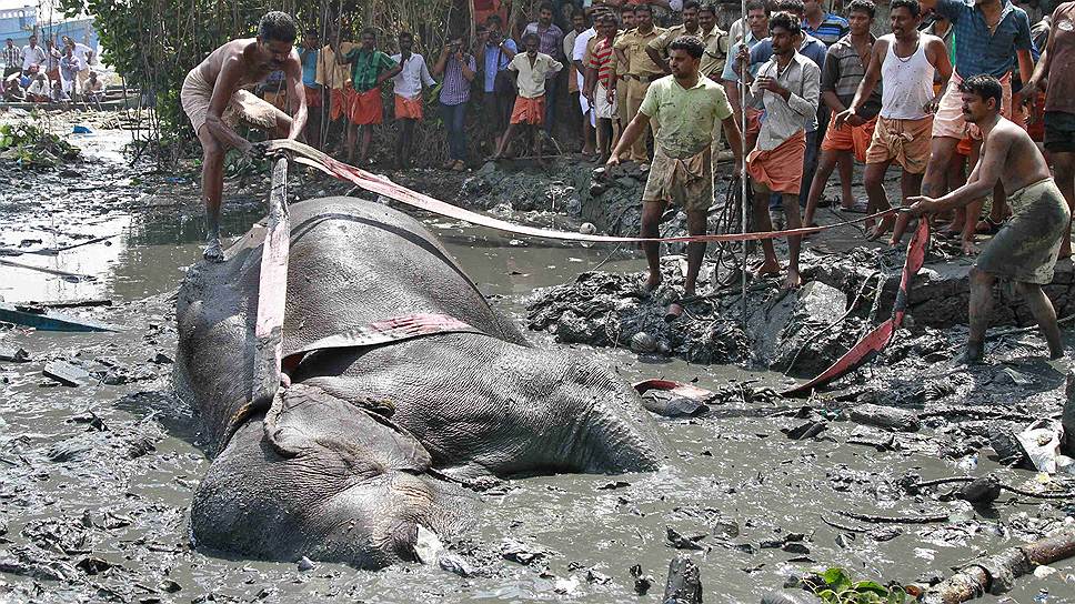 Индийские махауты вытаскивают слона, завязшего в болотистой земле на окраине индийского города Кочи. Операция по его спасению длилась около шести часов